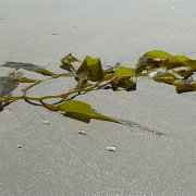 Baja2011 066 : Baja2011